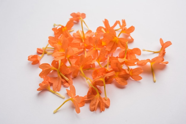 Crossandra-bloemen, ook bekend als Aboli-bloemen in India, op witte of zwarte achtergrond, selectieve focus