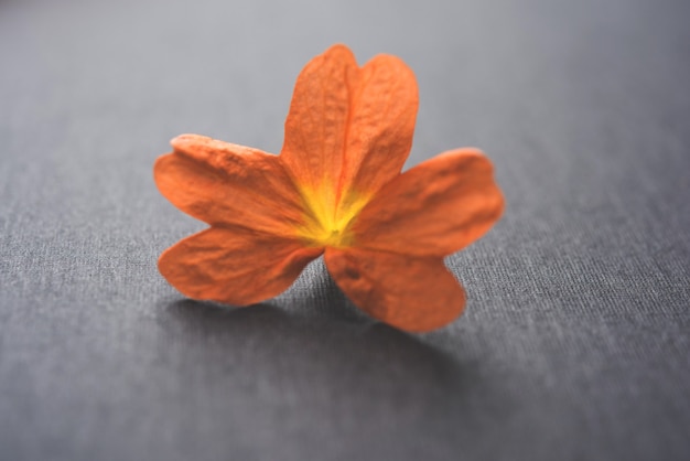 Crossandra flowers also known as Aboli flowers in India, over white or black background, selective focus