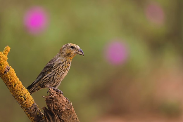 Crossbill or loxia curvirostra passerine bird of the finches family