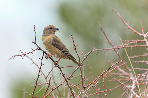 Crossbill or Loxia curvirostra, passerine bird of the finches family.