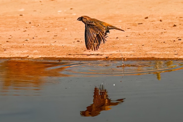 Crossbill or Loxia curvirostra reflected in a golden spring