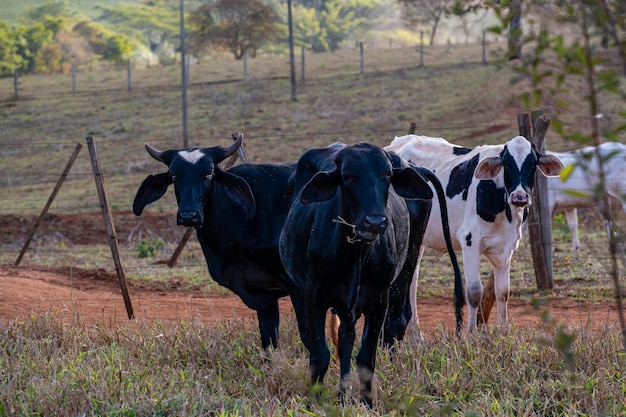 crossbred cattle on dry pasture in sunny afternoon