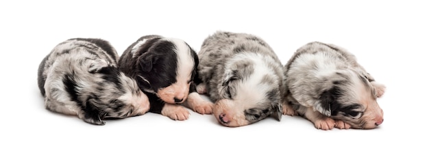 Crossbreed between an australian shepherd and a border collie sleeping peacefully together