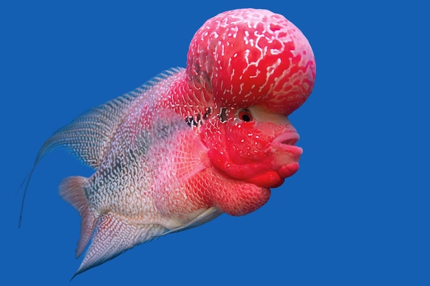 The crossbreed cichlid fish (flower horn) in a fish tank