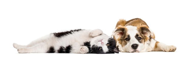 Crossbreed dog and cat lying together isolated on white