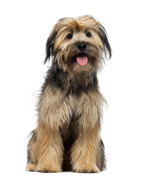 Crossbreed dog in front of a white wall