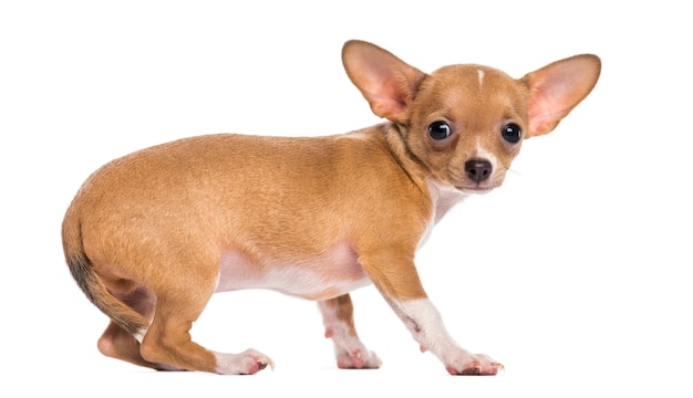 Crossbreed dog in front of a white wall