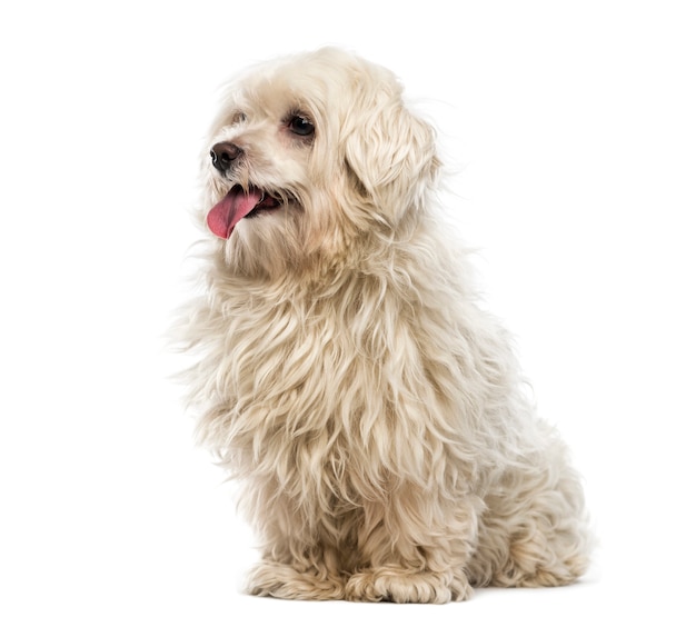 Crossbreed dog in front of a white wall