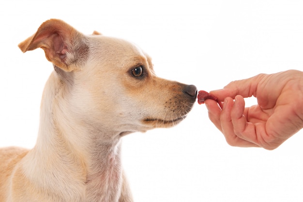 雑種犬は肉の御馳走を取得します。白色の背景。