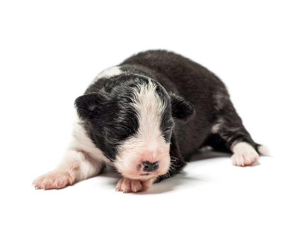 crossbreed dog puppy isolated on white