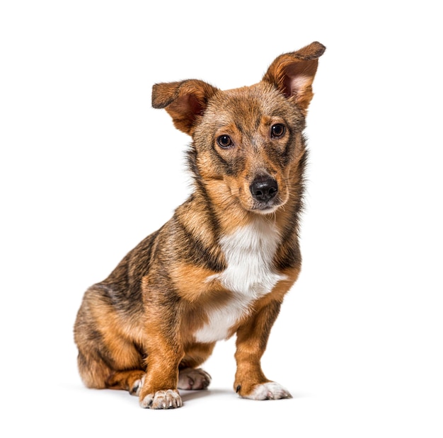 Crossbreed dog sitting in front and looking at the camera isolate