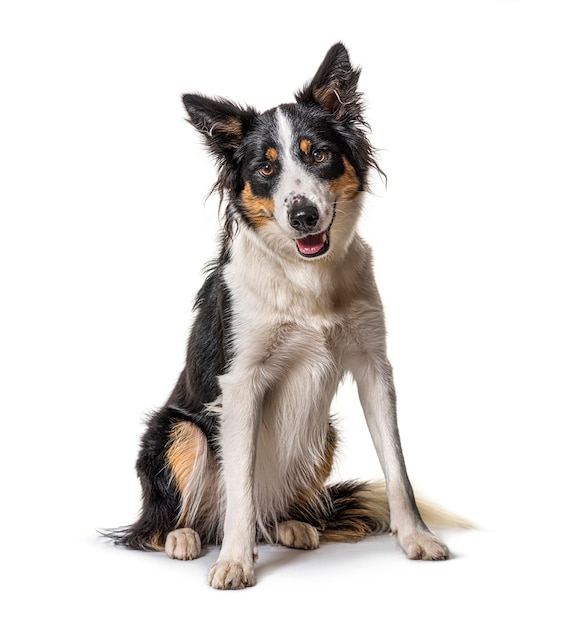 Crossbreed dog sitting in front of white background