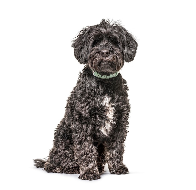 白い背景の前に座っている雑種犬