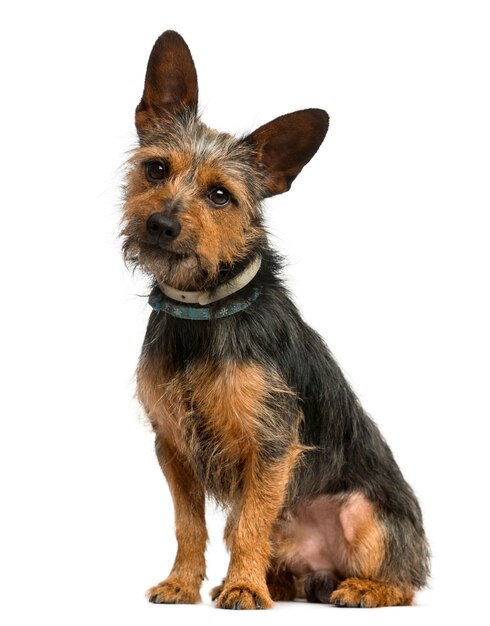 Crossbreed dog sitting in front of a white wall