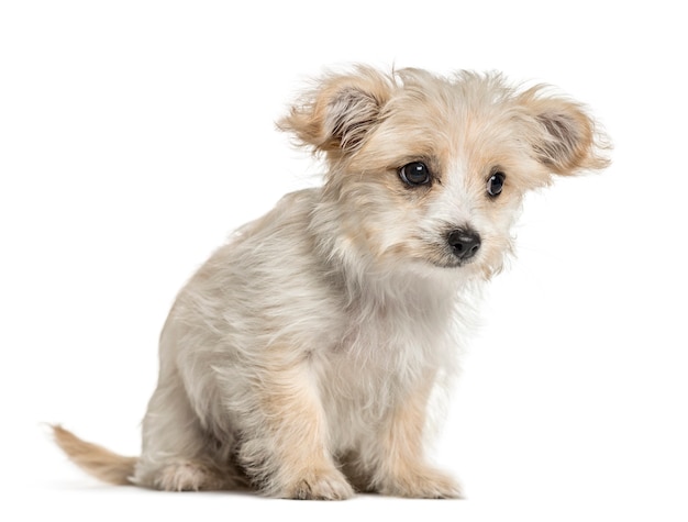 Crossbreed dog sitting, isolated on white