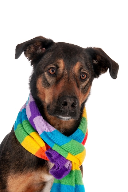 Фото Помесь собаки с красочным шарфом
