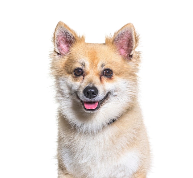 Cane dell'incrocio con uno spitz davanti a sfondo bianco