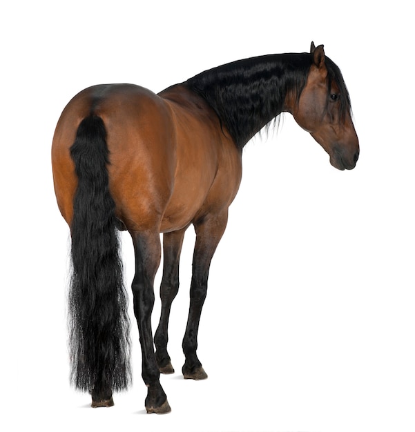 Crossbreed horse against white space