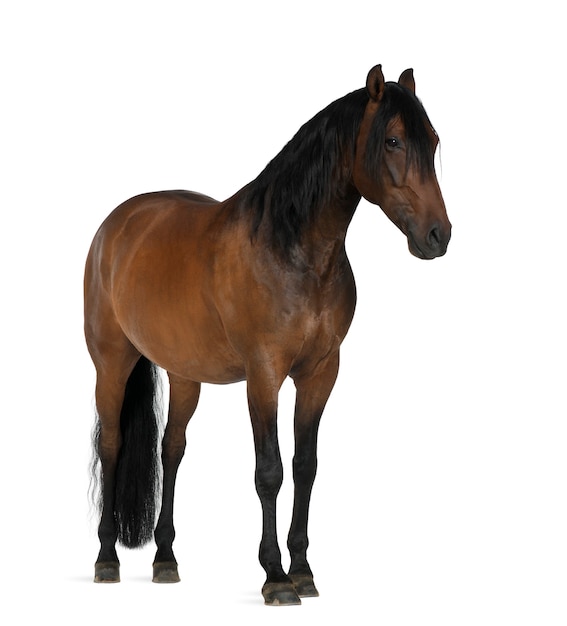 Crossbreed horse against white surface