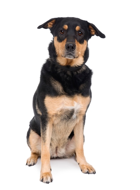 crossbreed or mixed-breed dog, 3 years old, sitting