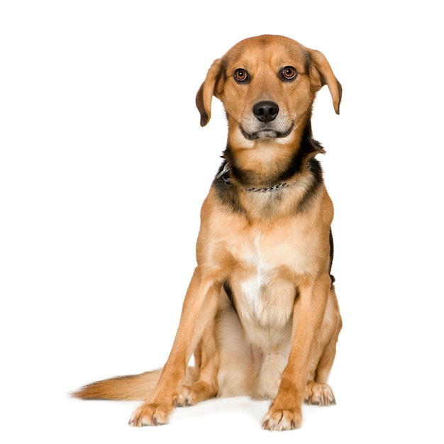 crossbreed or mixed-breed dog with 3 years. Dog portrait isolated