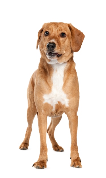 crossbreed or mixed-breed dog with 4 years old. Dog portrait isolated