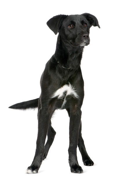 crossbreed or mixed-breed dog with 6 months. Dog portrait isolated