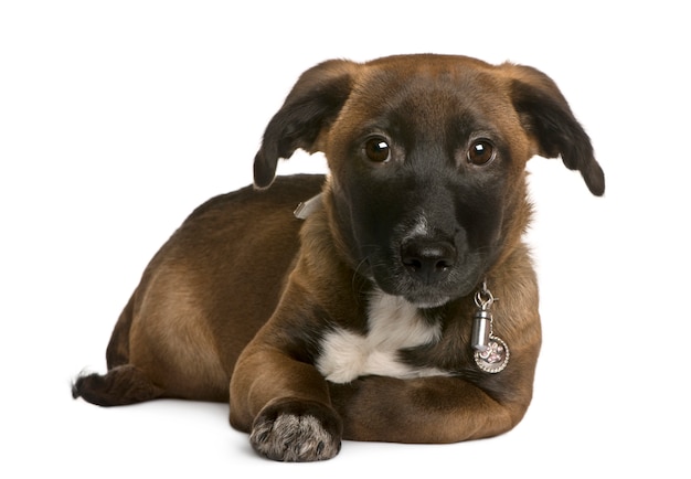 crossbreed or mixed-breed puppy, 4 months old, sitting