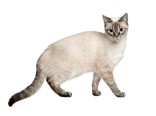 Crossbreed between a siamese and a tabby