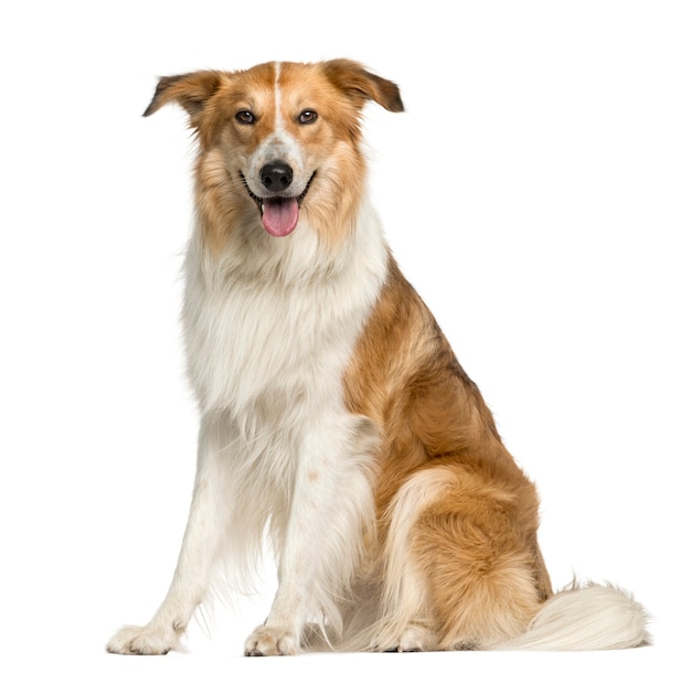 Crossbreed sitting in front of a white wall