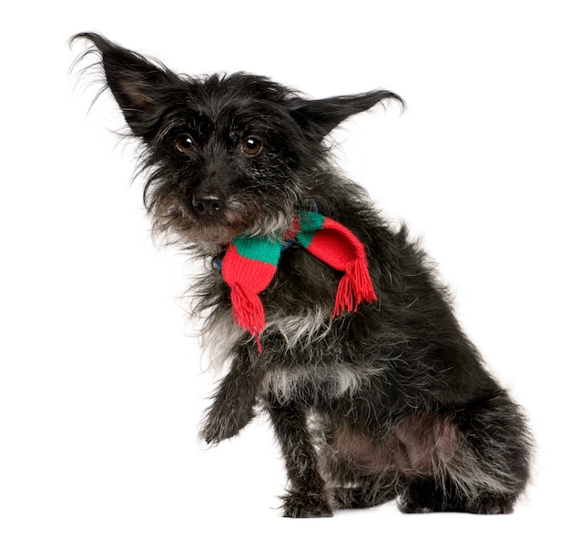 Crossbreed with a scarf with 5 years old. Dog portrait isolated