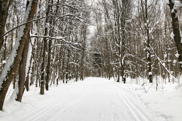 Crosscountry skiing track in winter forest