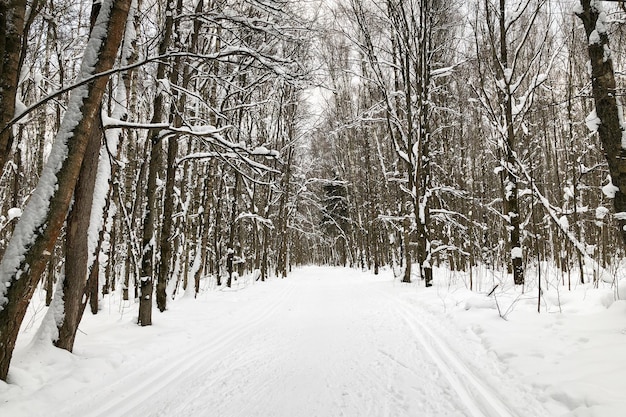 Crosscountry Skiing Track In Winter Forest