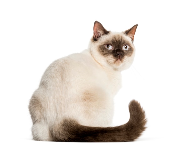 Crossed cat sitting in front of white background