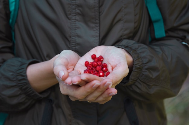 Crossed palms of human hands with wild strawberries