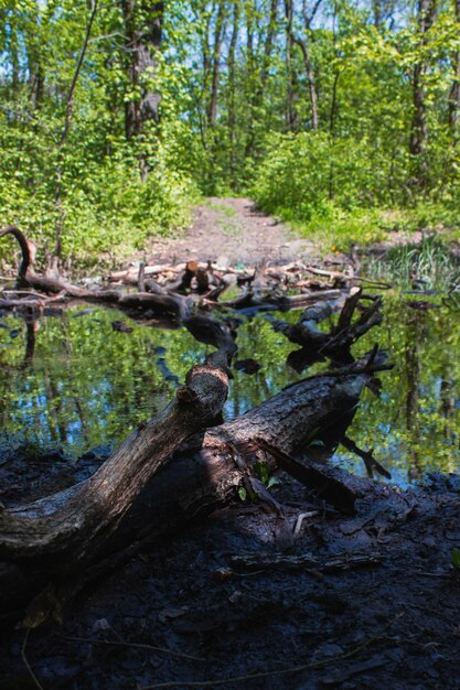 Crossing the river in the forest