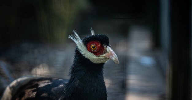 Crossoptilon portrait of an unusual pheasant