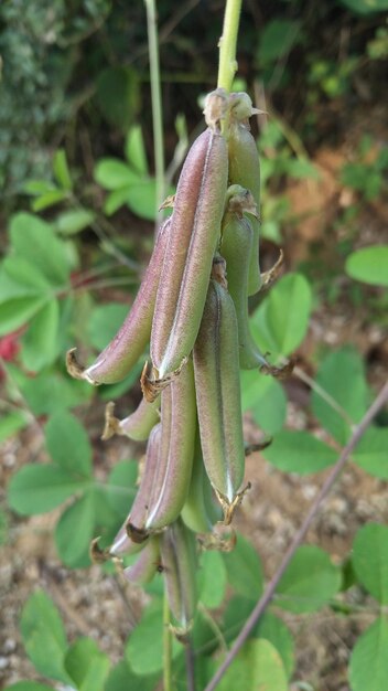 Photo crotalaria longirostrata the chipilin crotalaria pallida seed and leaves chipilin