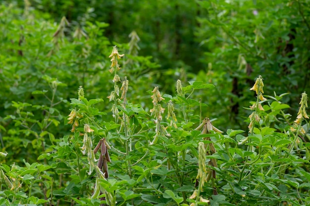 Crotalaria longirostrata chipilin Crotalaria pallida 종자 및 잎