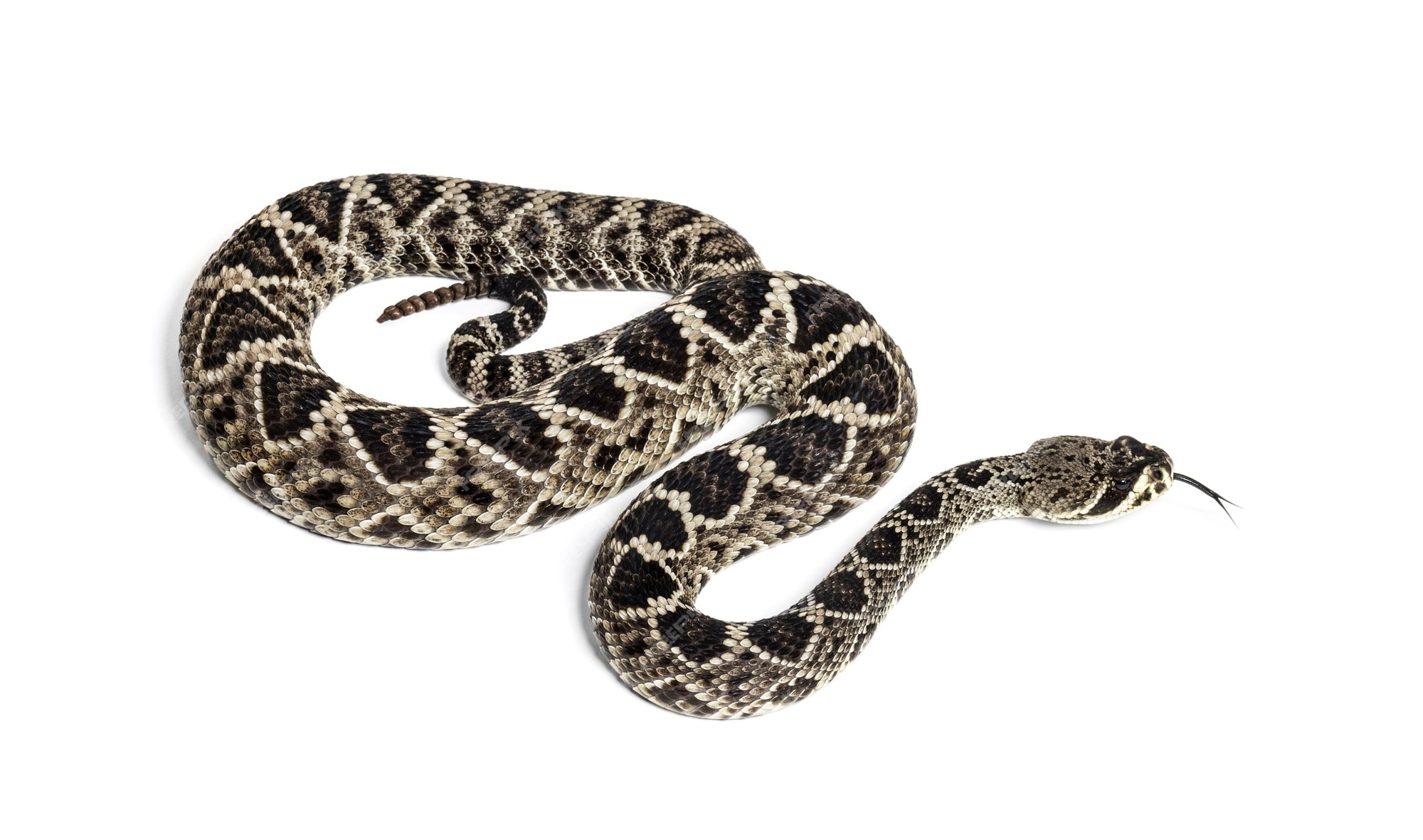 western diamondback rattlesnake venom