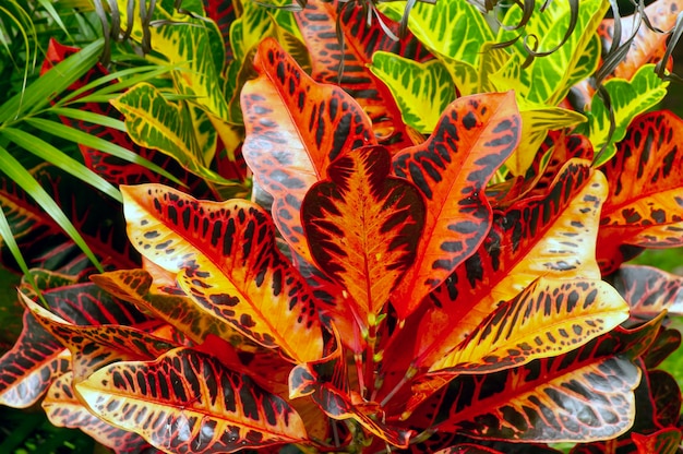 사진 croton codiaeum variegatum은 다양한 품종과 다채로운 잎을 가진 인기 있는 관엽 식물입니다.