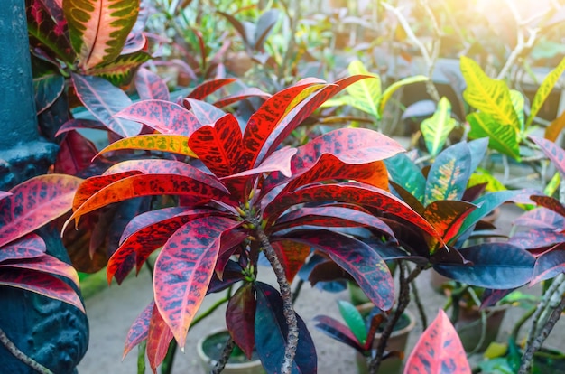 Croton Codiaeum variegatum planten met kleurrijke bladeren in tropische tuin.