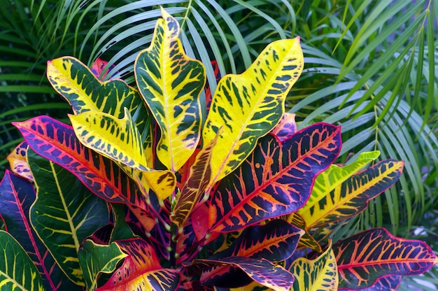 Croton (Codiaeum variegatum), a popular houseplant with many varieties and devotees.