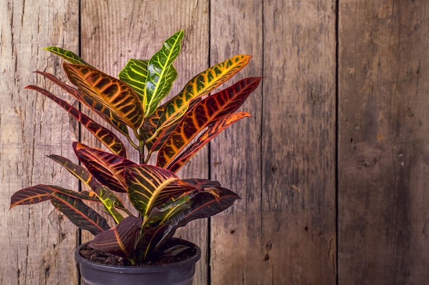 Foto pianta di croton petra su uno sfondo di legno