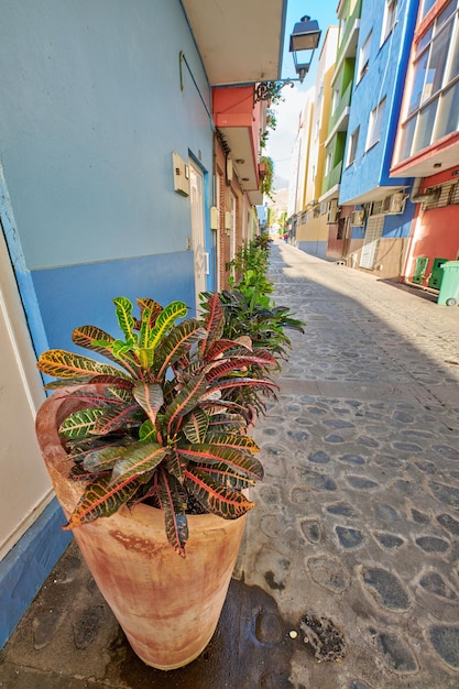 Croton potplanten in een smal straatje tussen oude herenhuizen Sierpot Bonte Crotons of Codiaeum variegatum bloeiende plant die buiten groeit in een klein oud stadje Santa Cruz La Palma