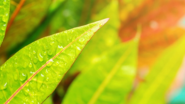 Croton, alloro variegato