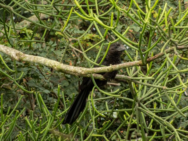 Photo crotophaga ani among the branches