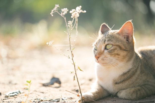 I gatti accovacciati sono distesi a terra alla luce del sole.