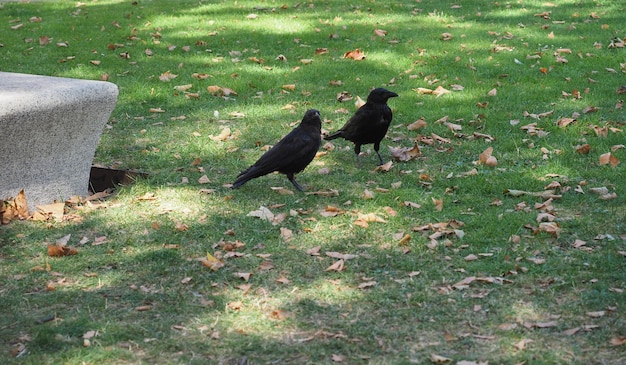 Photo crow animal of class aves (birds)