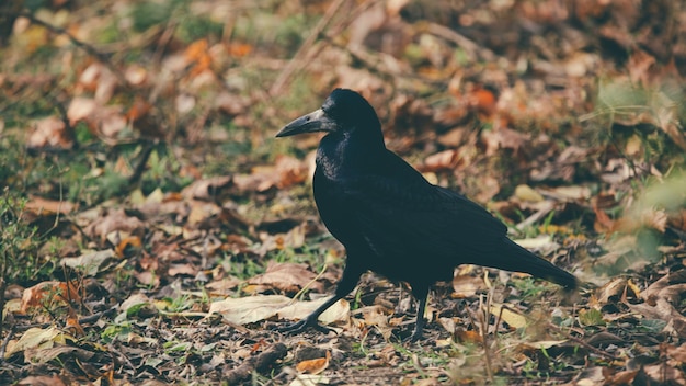 秋の公園のカラス